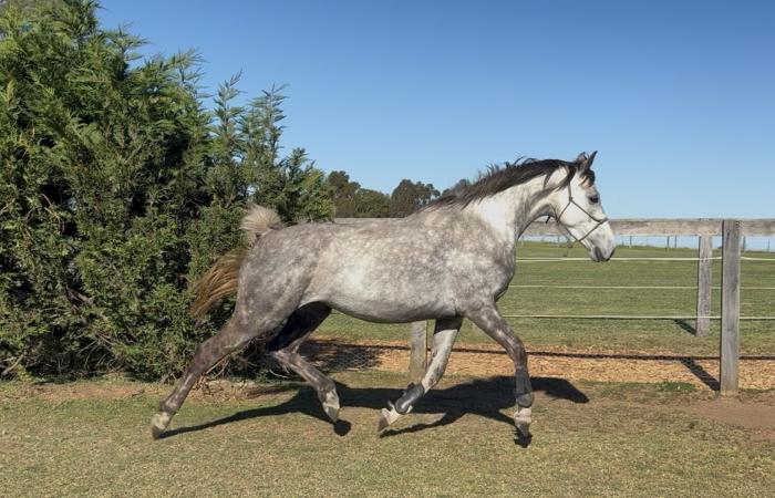 Stunning showjumping bred Cornel Filly
