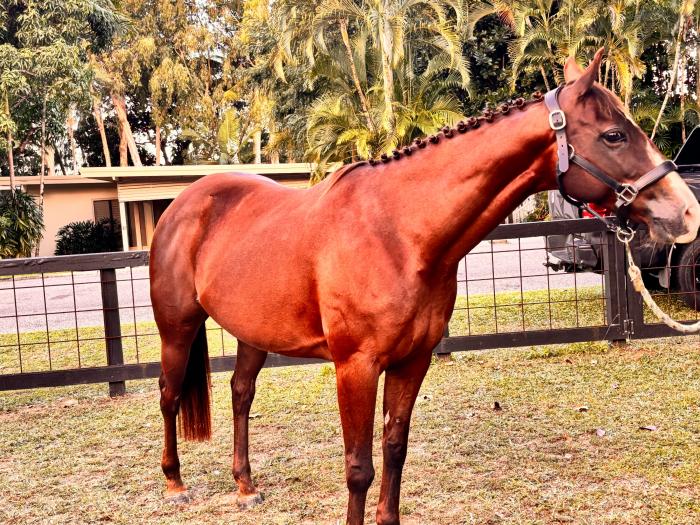 Perfect First or Second Pony - Star Dust - SOLD