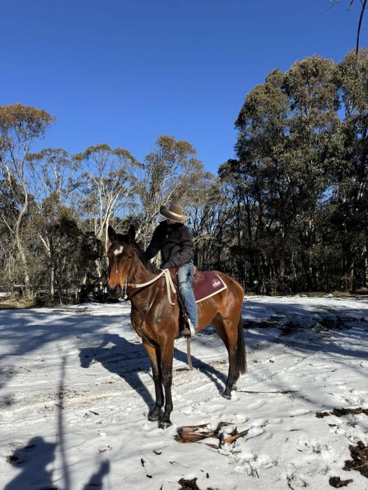 Lovely Quiet WB X Gelding