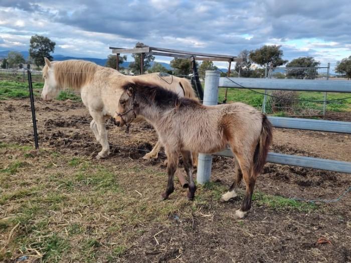 Welsh Ponies For Sale Welsh Horse » Horsezone