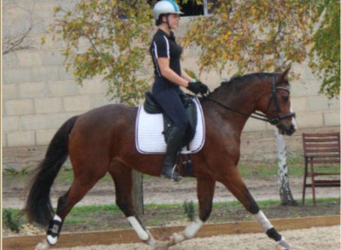 Stunning Warmblood Anton Mare