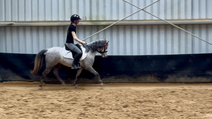Sweet mare with unlimited potential