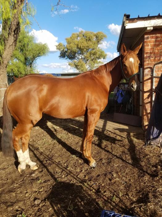 Blingy chestnut mare