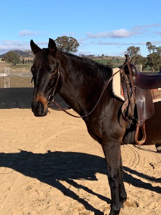 Australian Stock Horses For Sale