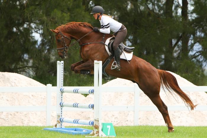 Exceptional warmblood