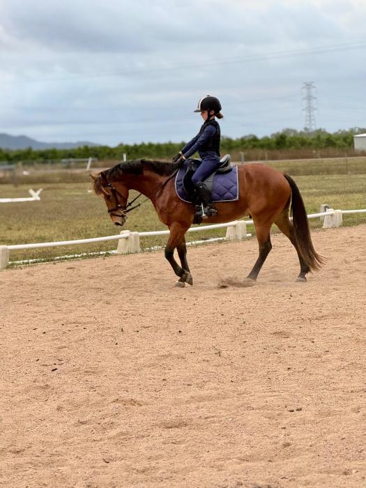 Welsh X 13.2hh Bay Gelding
