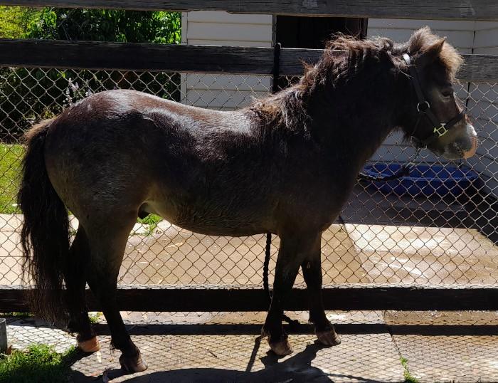 Miniature Horses For Sale Miniature Horse » Horsezone