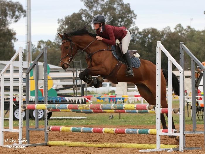Australian Stock Horses For Sale