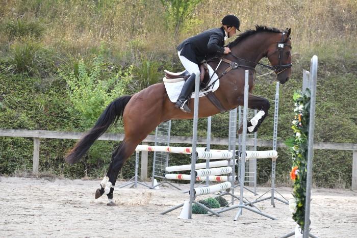  6 yo Genuine Eventer/ Allrounder 