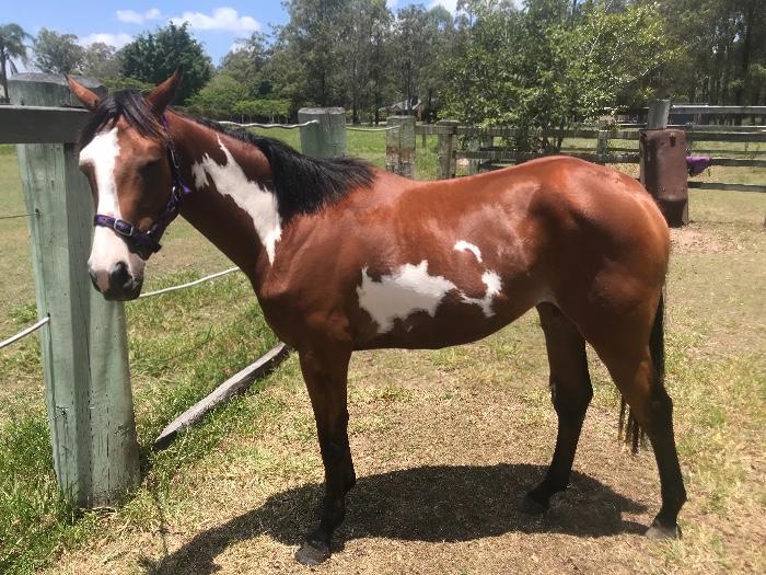 Pinto Horses For Sale Pinto Horse » Horsezone