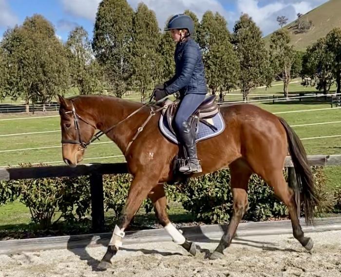 4yo OTT Gelding - sensible and straightforward!