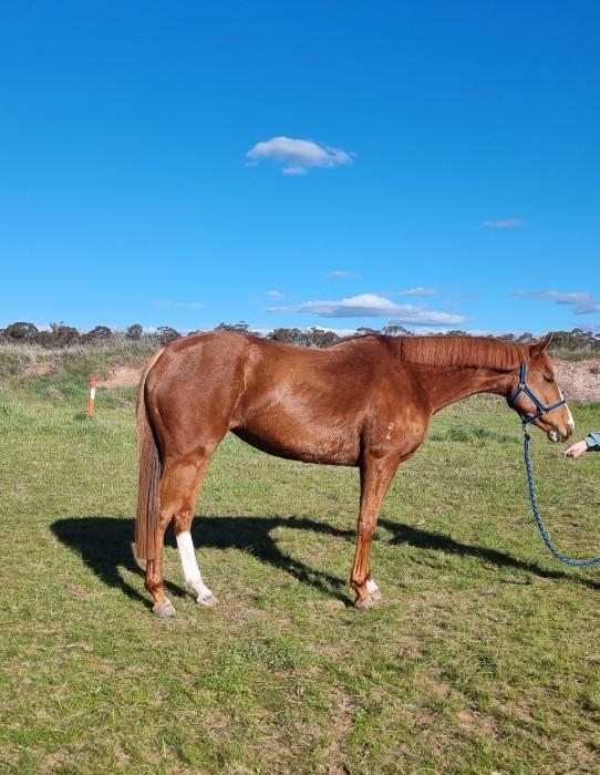 Horses for sale & equine products, stallions, equine news & gallery on