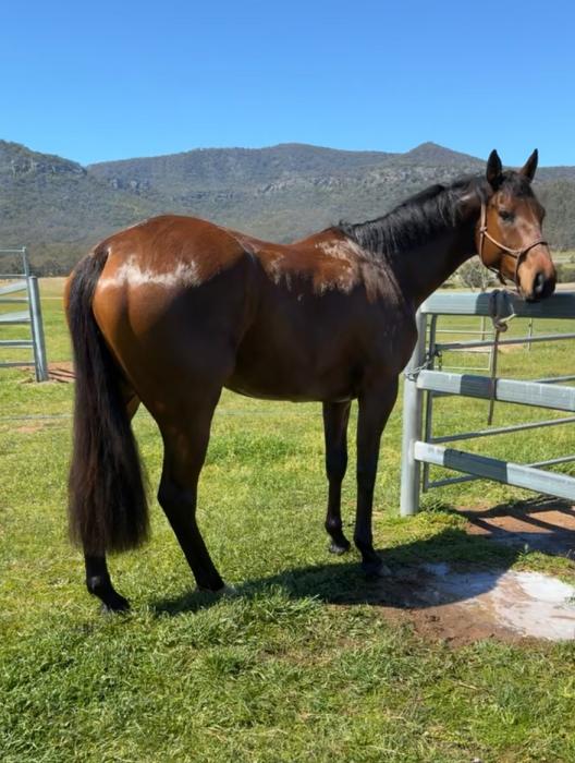 Quiet OTT Gelding