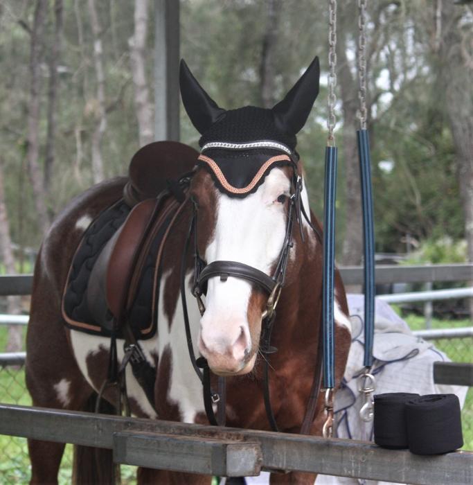 View All Horses For Sale Horsezone