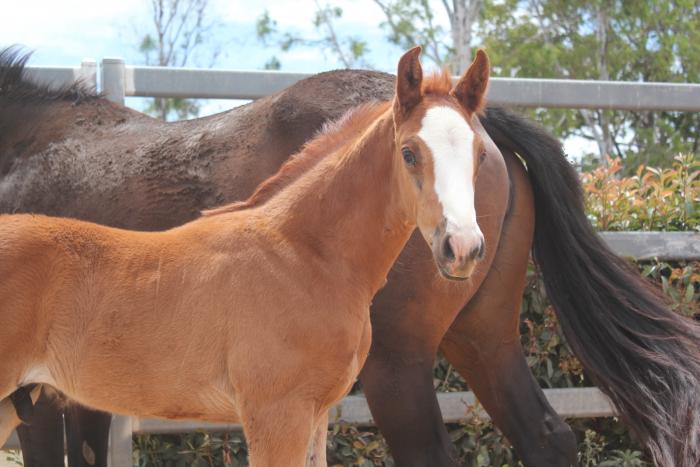 2025 Colt by Check In