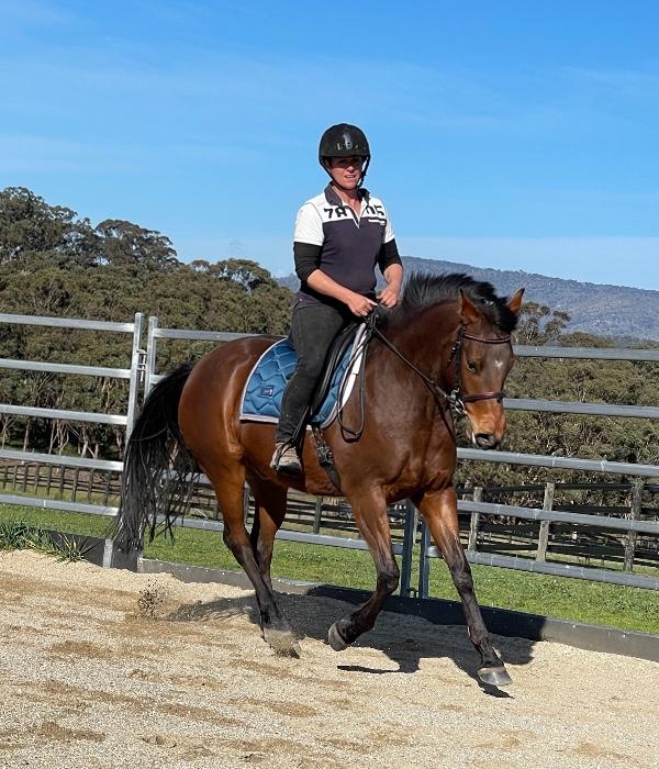 Galloway Horses For Sale Galloway Horse » Horsezone