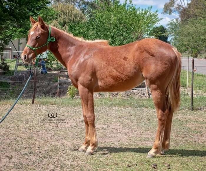 Quarter Horses For Sale Quarter horse Horse » Horsezone