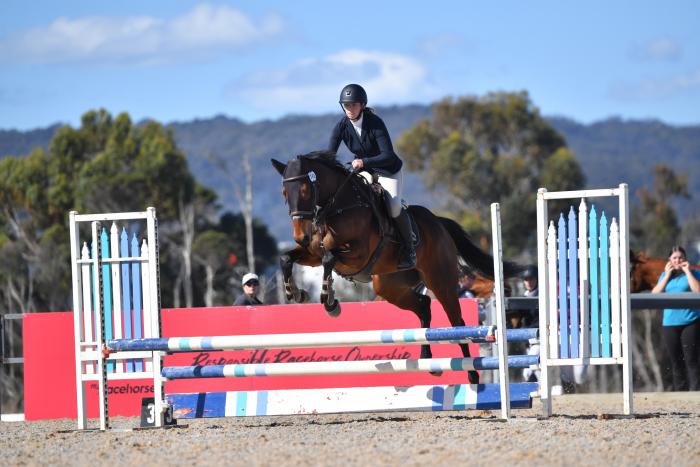 Talented Tb Mare