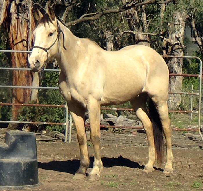 QUALITY BUCKSKIN QH GELDING
