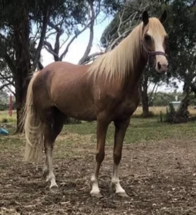 Registered Australian pony easy spring project