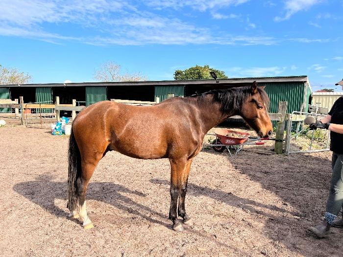 Pony For Sale Pony Horse » Horsezone