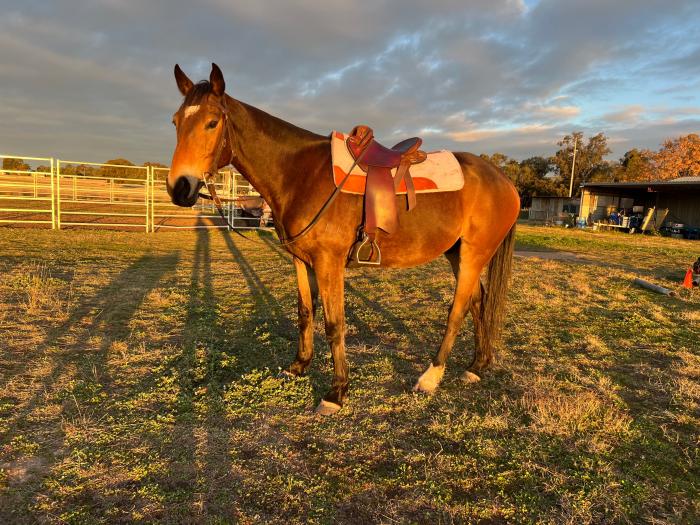 Rhythm- 8 year old stock horse gelding