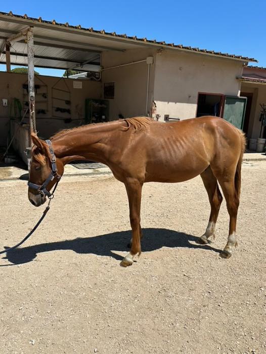 French Trotter Gelding