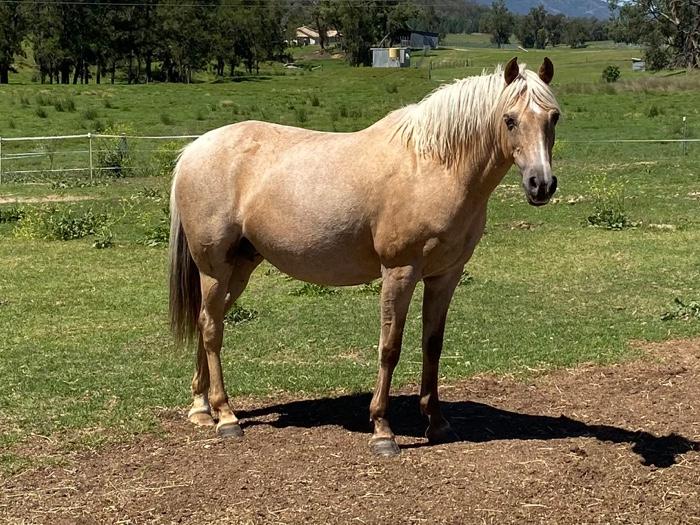 Welsh Ponies For Sale Welsh Horse » Horsezone