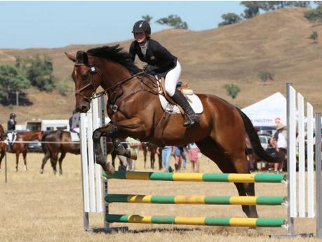 Gentle, easygoing performance horse