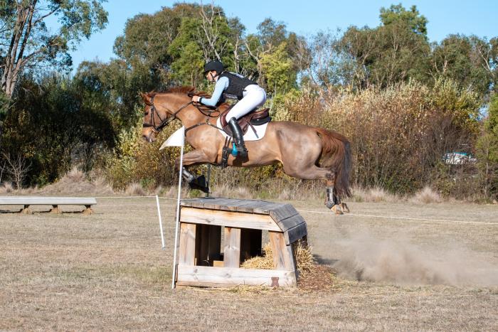 Incredible young Eventing/Showjumping prospect
