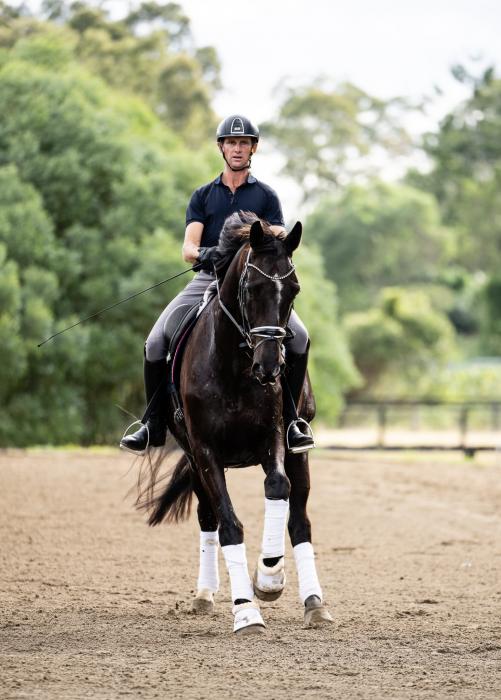 Medium Warmblood Gelding