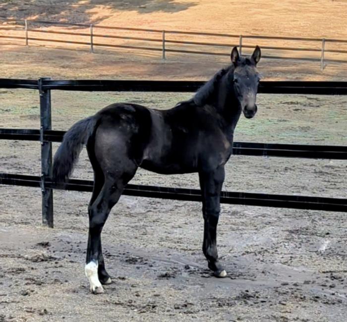 Bred in the purple WB Filly