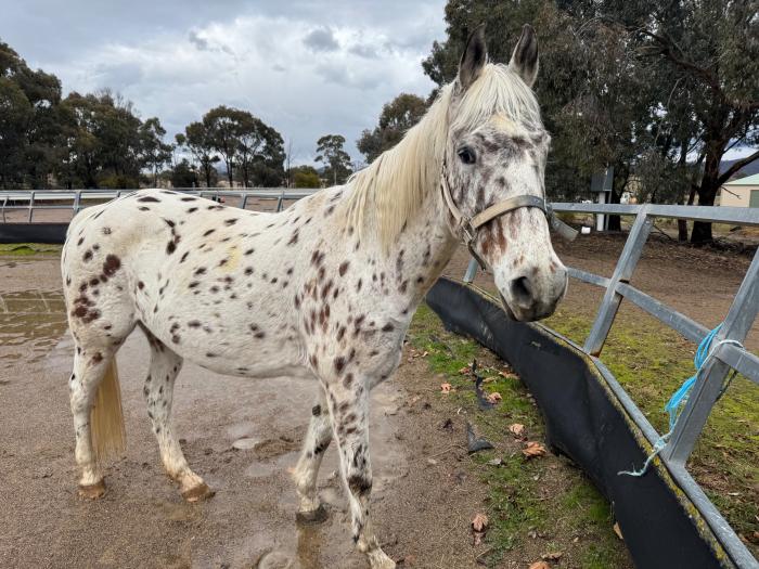 Appaloosa Gelding - Companion or Project