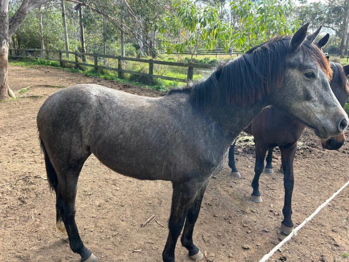 Beautiful Grey Filly