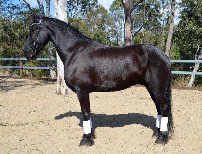 Friesian Horses For Sale Friesian Horse » Horsezone