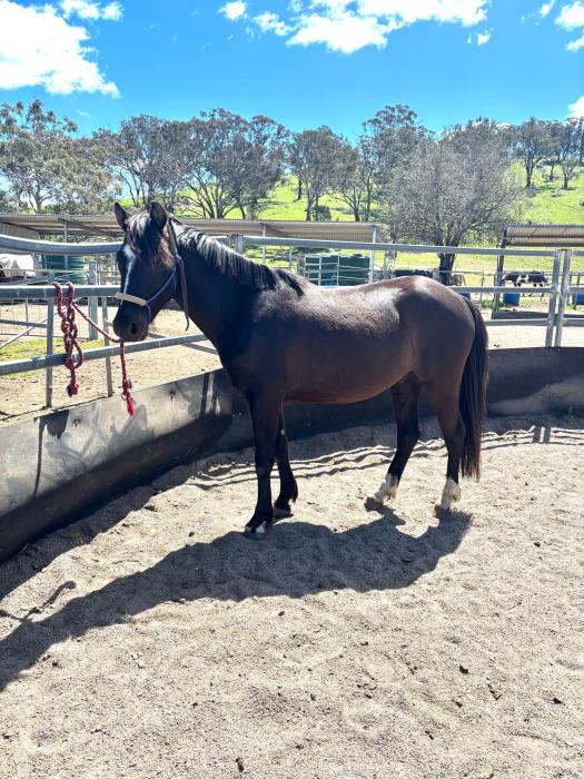 Black Pony Gelding