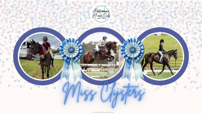 Miss Clijsters - lovely SJ/ Eventing/ Allrounder