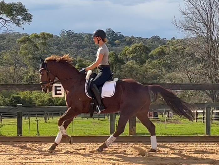 Advanced Schoolmaster