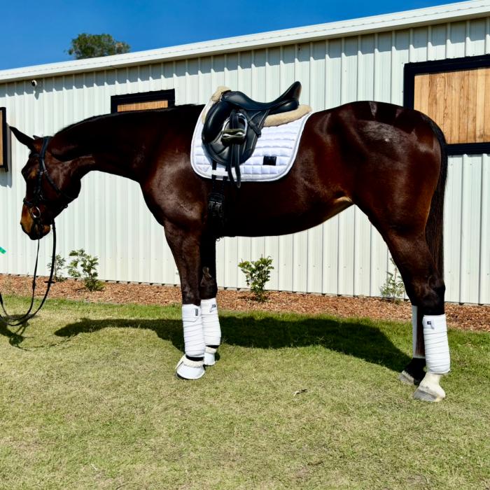 Sound, Sane, Safe Warmblood Mare