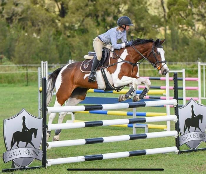 Coloured Horses For Sale Coloured Horse » Horsezone