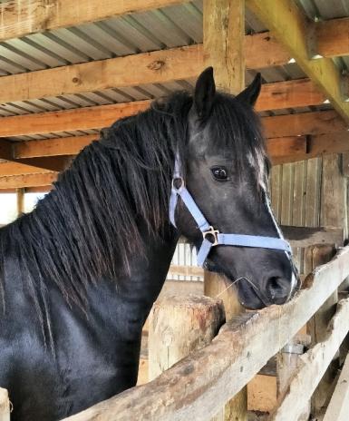 Pen-nant Vancouver head a.jpg