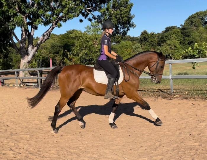 Horses for sale & equine products, stallions, equine news & gallery on