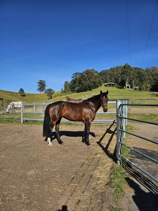 Clydesdale X Standardbred