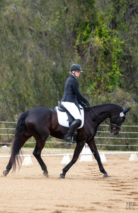 SYBELLA - Warmblood Mare by Sir Donnerhall