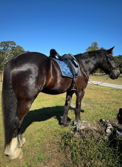 Apollo - Shire x Clydie Gelding