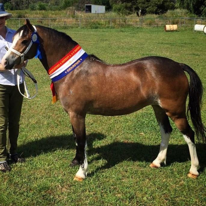 Sec A WELSH PONY MARE