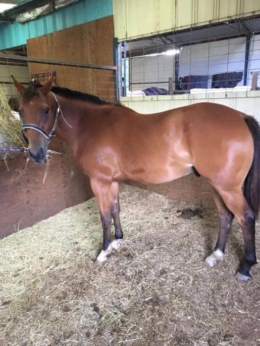 Australian Stock Horses For Sale