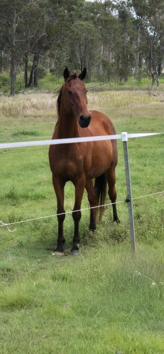 Warmblood mare