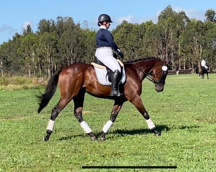 4yo 15.1hh TB Gelding. Quiet natured and forward