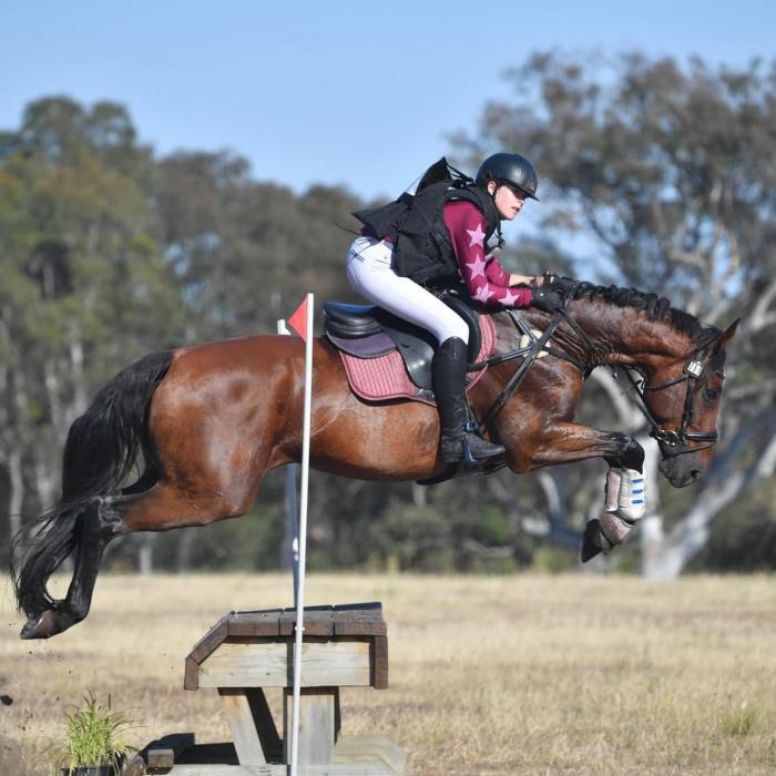 Eventing Showjumping  Warmblood Gelding